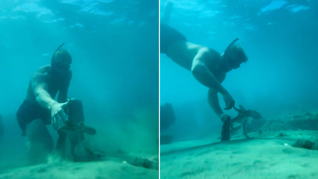 VIDEO: Un hombre se hace amigo de un pulpo