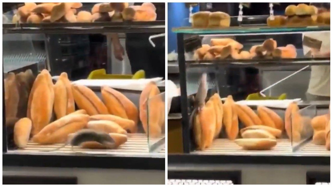 Intruso indeseable pasea 'a sus anchas' entre panes en un local europeo (VIDEO)