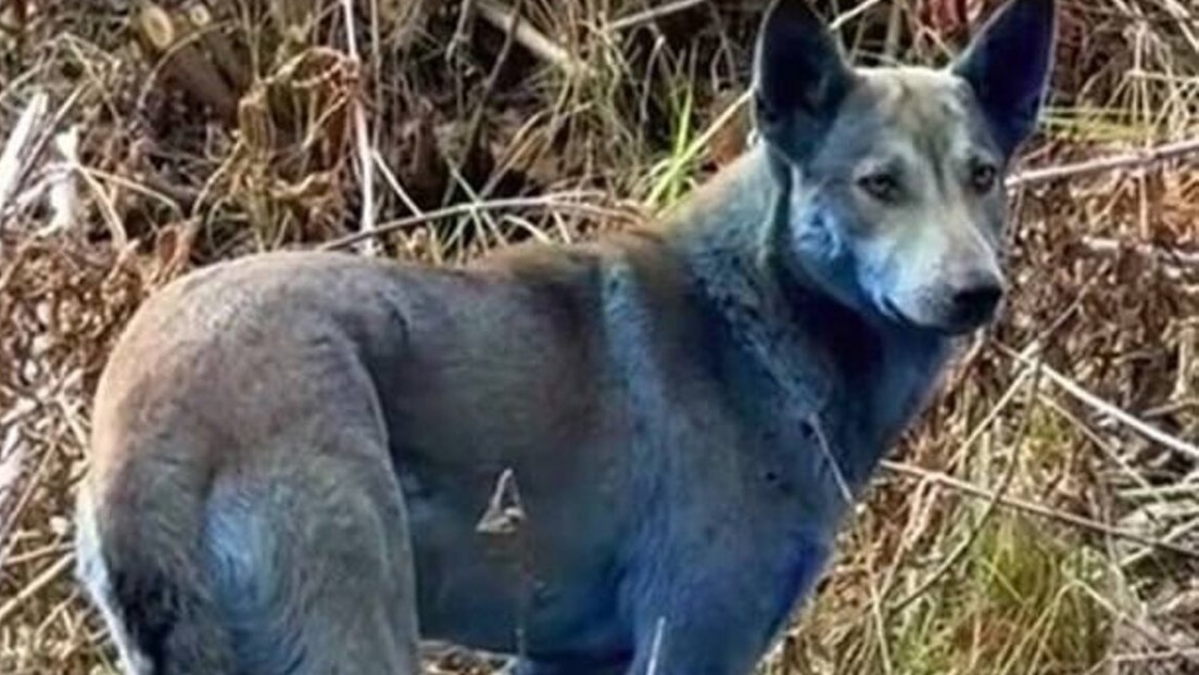 El misterio de los perros azules de Chernóbyl que desconcierta a los expertos (VIDEO)