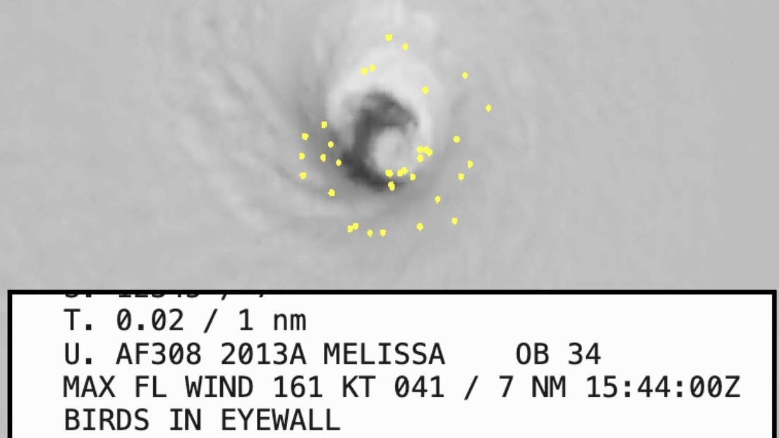 Millares de pájaros quedan atrapados en el ojo del huracán Melissa