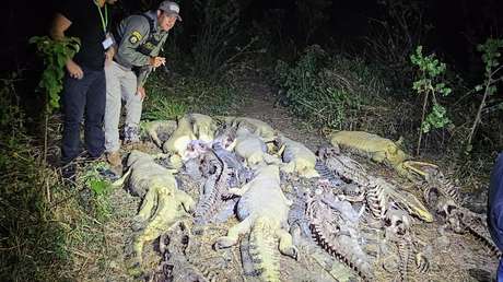 Hallan más de 40 caimanes muertos y sin cuero