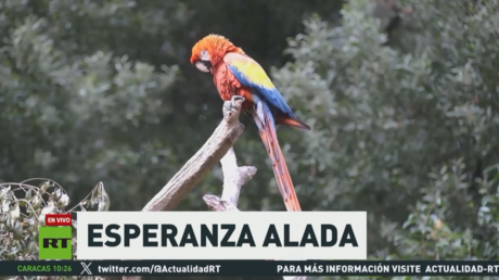 Especialistas usan tecnologías para preservar la diversidad de aves frente al riesgo ambiental