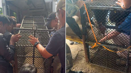 Leona de un 'influencer' se escapa de su casa y deja heridos, incluido un niño