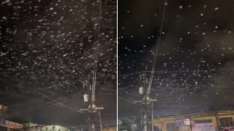 A lo Hitchcock: graban inquietante escena con miles de pájaros durante un sismo (VIDEO)