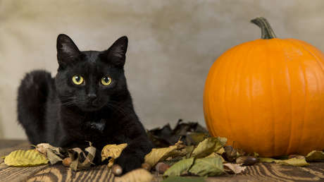 Una ciudad española paraliza las adopciones de gatos negros por esta razón