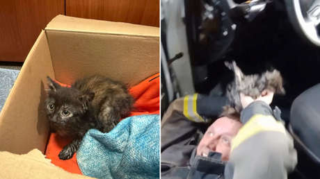 Salvada dos veces: la odisea de una gatita que se extravió dentro del coche que casi la atropella (VIDEO)