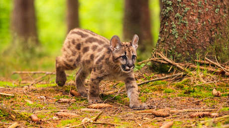 Graba cómo mataba a garrotazos un cachorro de puma: la pena, terminar el secundario
