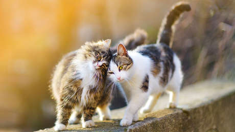 Divorcio a la turca: un hombre pagará la manutención de sus gatos