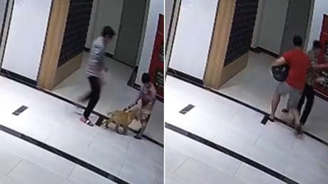 Empuja a un perro y recibe un fortísimo golpe de su dueño (VIDEO)