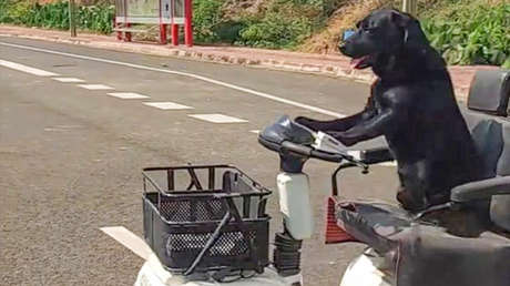 Perro conductor se adueña de las calles y de los corazones de internautas (VIDEO)