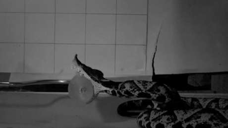 Captan el letal y fulminante ataque de las serpientes venenosas como nunca antes (VIDEO)