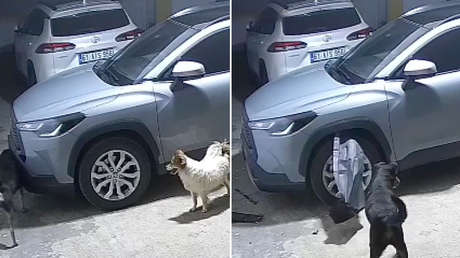 Ver para creer: perros destrozan un auto persiguiendo a un gato (VIDEO)