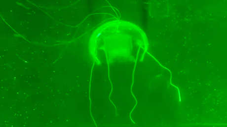 FOTO: Así luce una medusa robótica con 'software' basado en IA