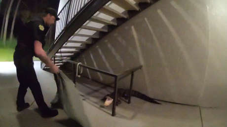 VIDEO: Enorme caimán asedia los pasillos de un complejo de apartamentos