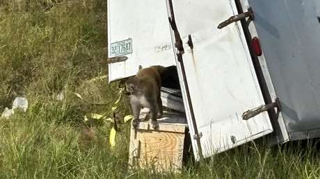 VIDEO: Monos "agresivos" escapan de un camión volcado