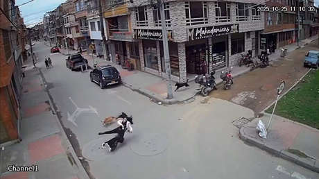 VIDEO: Jauría de perros tumba a una joven de su patinete eléctrico