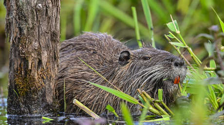 VIDEO: Castor queda con la cola atrapada bajo un árbol y así se salva