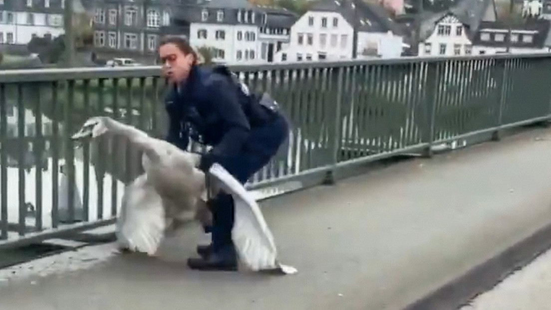 VIDEO: Policía alemana se hace viral por 'arrestar' a un cisne