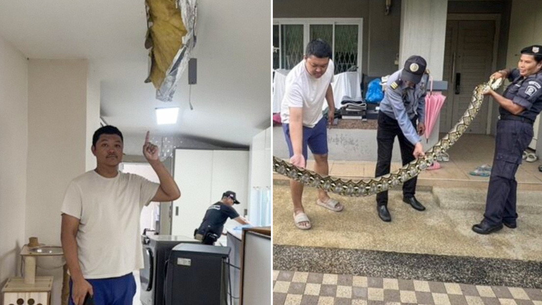 Una pitón de 5 metros rompe el techo de una casa y se come a un gato