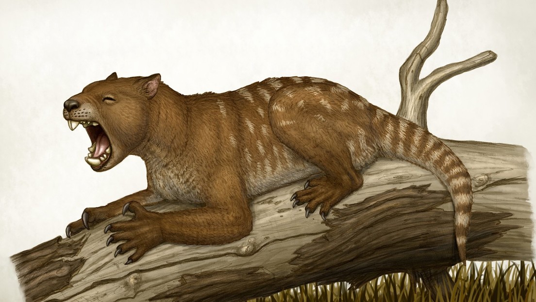 De mito a realidad: la ciencia revela la verdad sobre el koala carnívoro