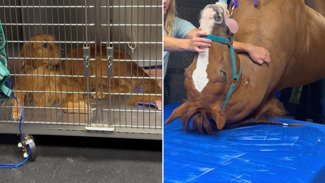 ¿Están viendo lo mismo que yo?: perro ve a paciente inusual en una clínica y su reacción no tiene precio