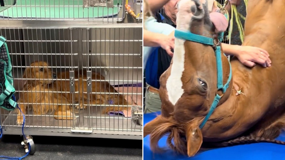 La reacción de un perro al ver a un nuevo paciente en el veterinario no tiene precio