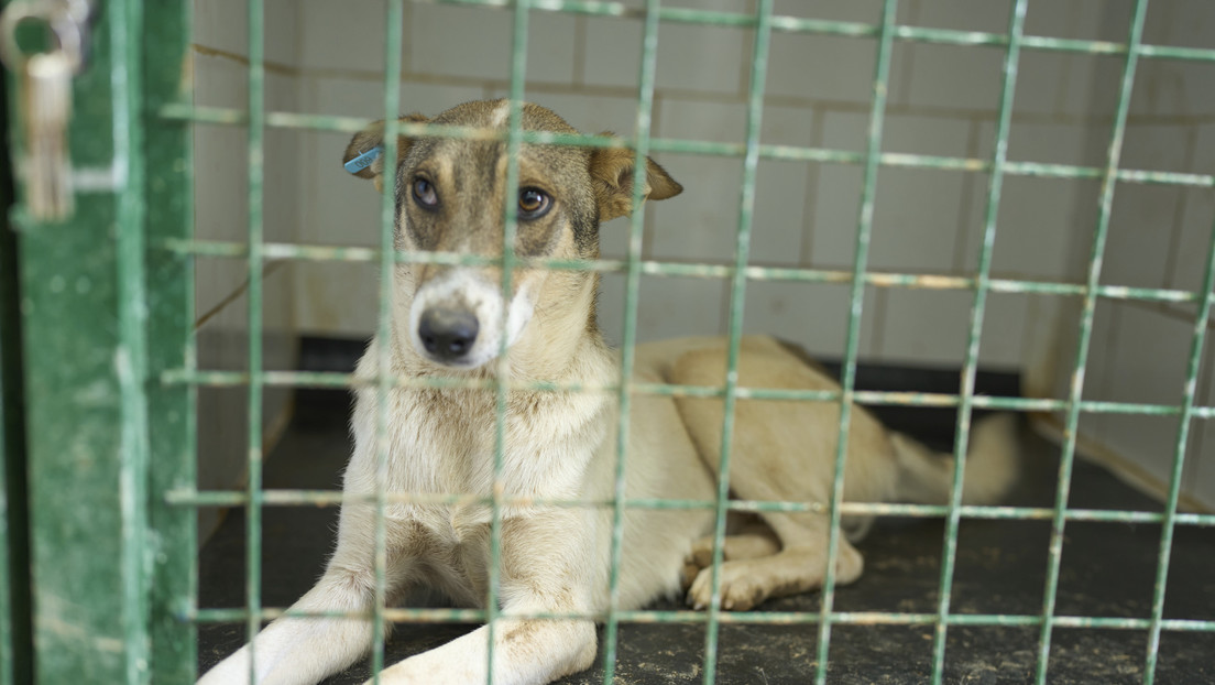 Instan a la FIFA a retirar un coanfitrión del Mundial 2030 debido a los "bárbaros" asesinatos de perros callejeros