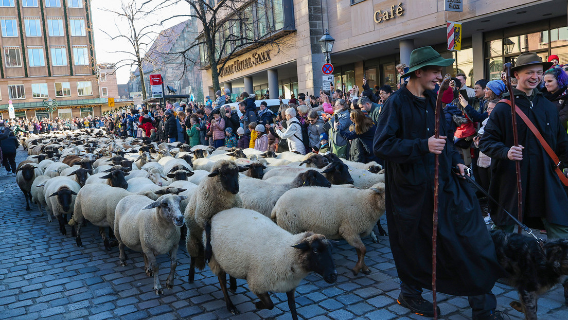 VIDEOS: Cientos de ovejas paralizan una ciudad alemana