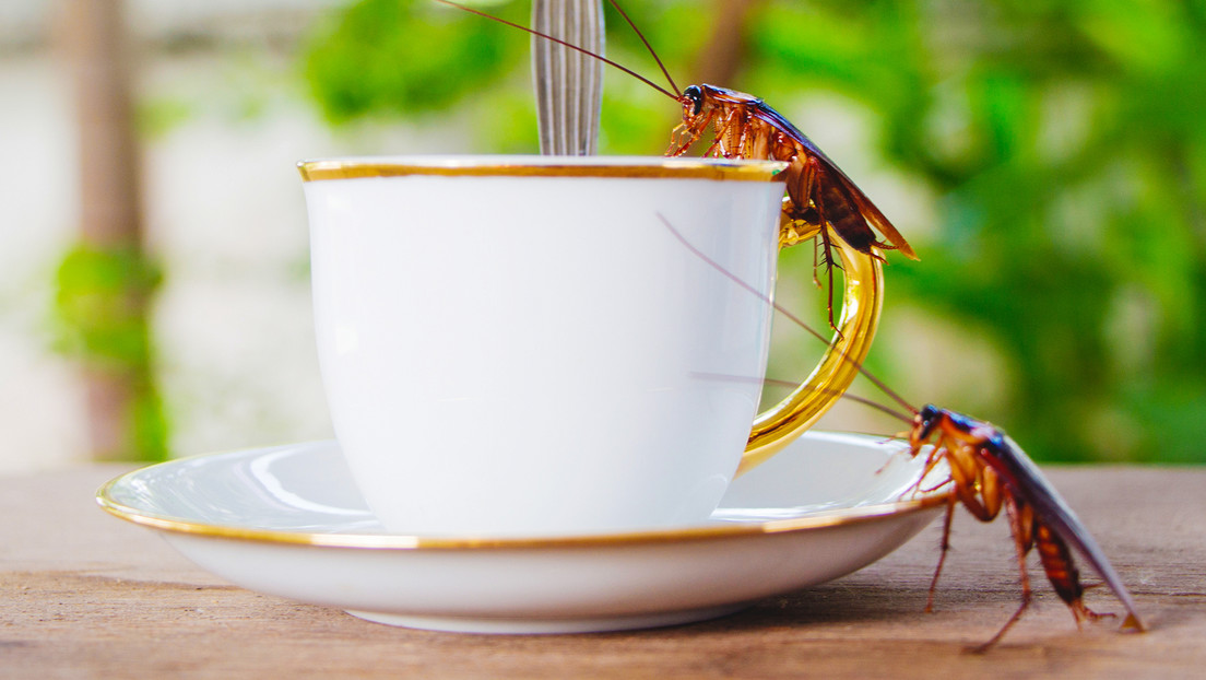 'Insecto latte': lanzan en China un café innovador (VIDEO)