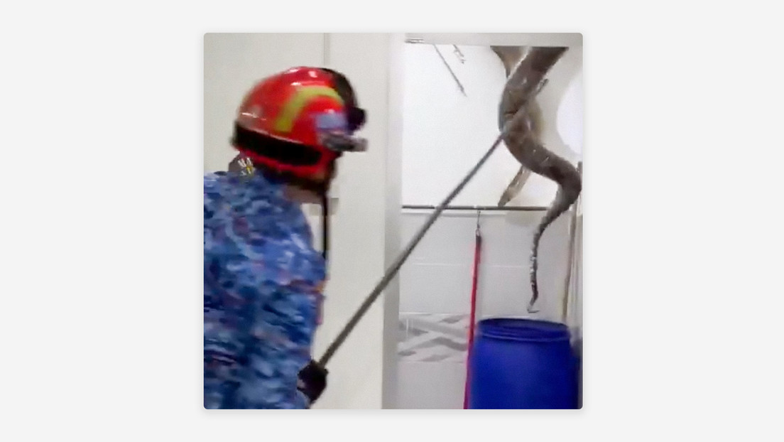 Familia descubre a un enorme y peligroso intruso en el baño de su casa (VIDEO)