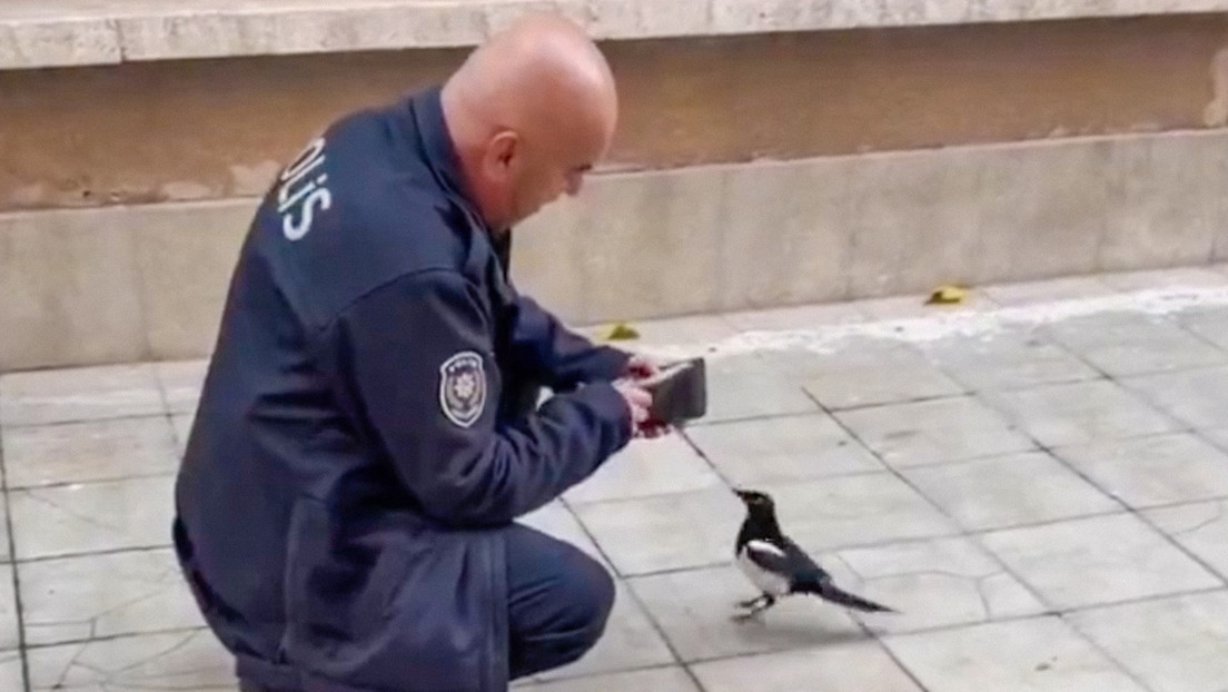 VIDEO: Inusual truco de una urraca que timó y robó a un policía