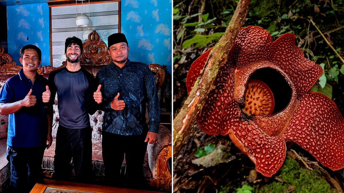 Encuentran la flor más grande del mundo: el ultrarraro 'hongo cara de tigre' (VIDEOS)