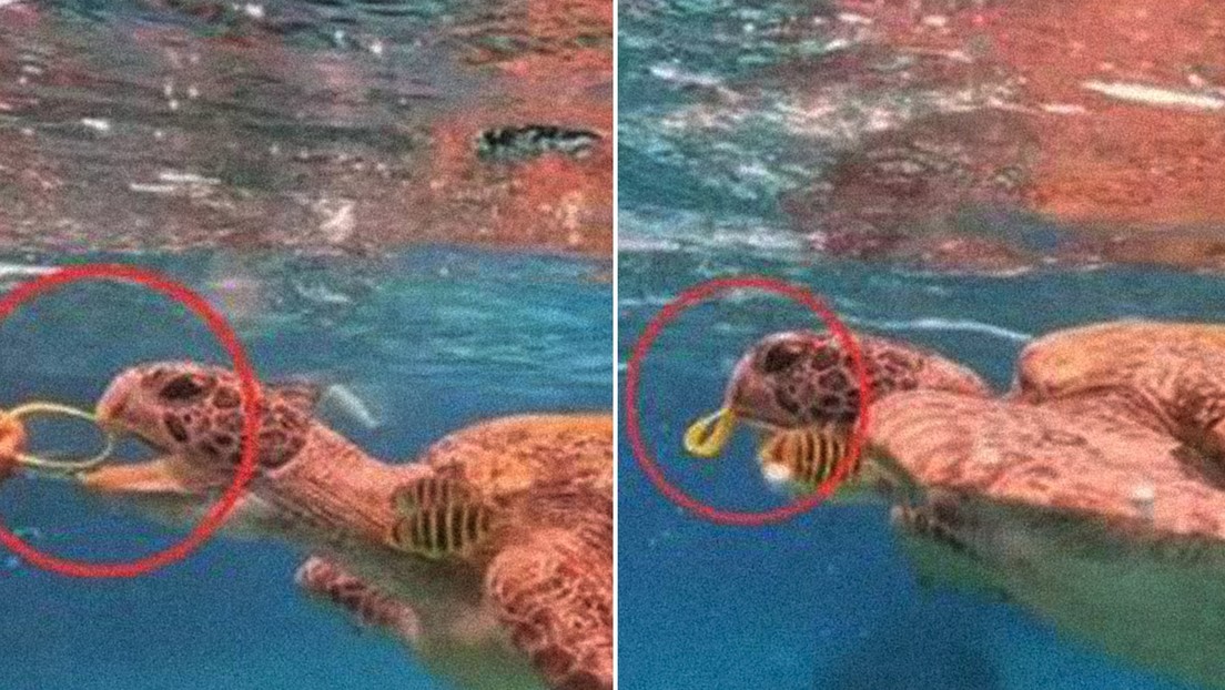 Turista alimenta con una liga de plástico a una tortuga y ahora podría ir a la cárcel