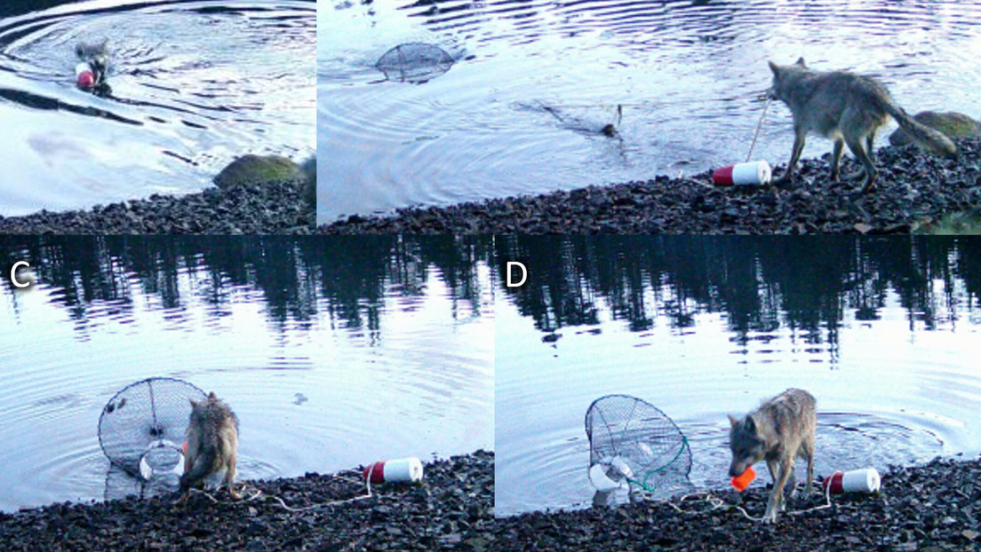 VIDEO: Graban por primera vez en la historia a un lobo salvaje 'utilizando herramientas'