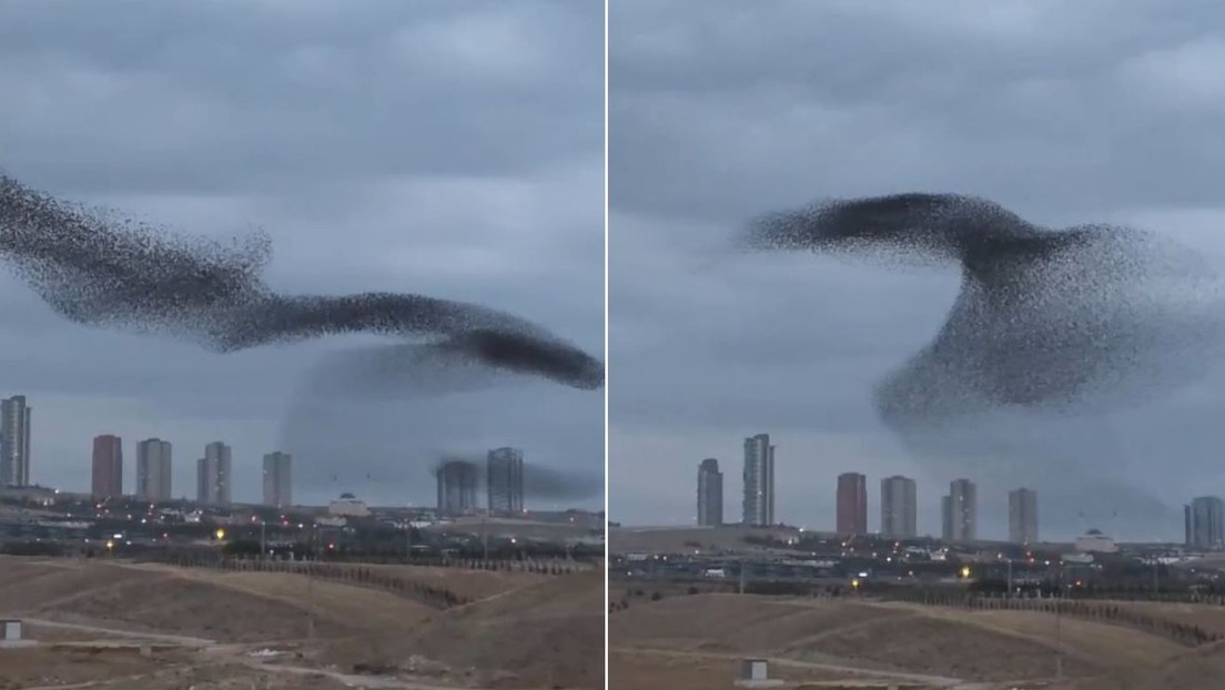 VIDEO HIPNOTIZANTE: Fotógrafo capta la magnífica danza de una bandada de estorninos