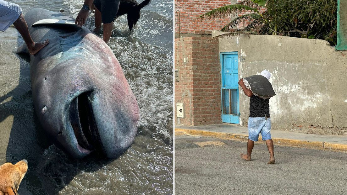 VIDEO: Encuentran un tiburón superraro en la playa de Perú y lo filetean