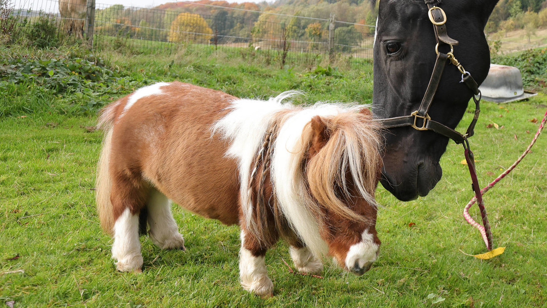 Un poco más de 50 centímetros: encuentran el caballo más pequeño del mundo