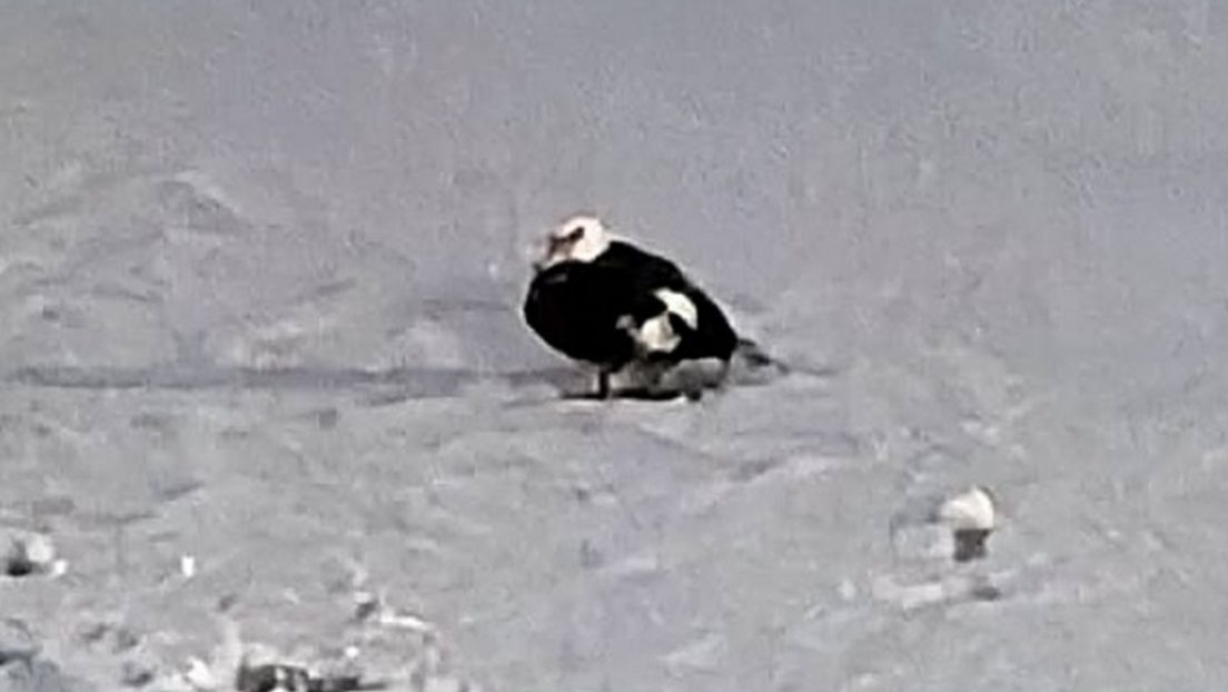 VIDEO: Rescatan en Rusia a un inesperado visitante sudamericano atrapado en el hielo