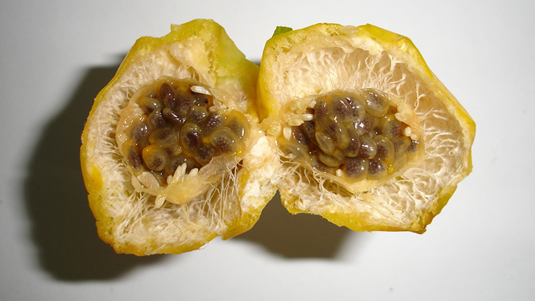 Una fruta brasileña poco conocida puede ofrecer enormes beneficios a su salud