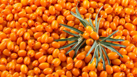 La baya 'milagrosa' capaz de proteger varios sistemas y prevenir el cáncer