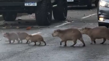 El atasco más tierno del mundo: una familia de capibaras cruza tranquilamente una avenida y paraliza el tráfico (VIDEO)