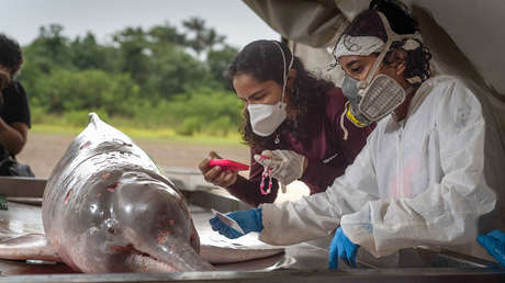 Temperaturas históricas causaron la muerte de cientos de delfines en un lago amazónico