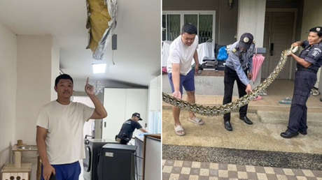 Una pitón de 5 metros rompe el techo de una casa y se come a un gato