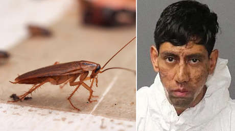 Confesión insólita: asesina a 2 personas tras recibir un "mensaje encriptado" en una cucaracha