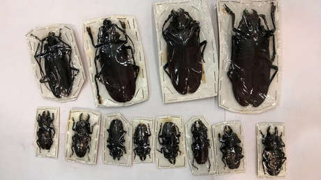 Alarmante hallazgo: cientos de escarabajos gigantes son 'deportados' desde Rusia