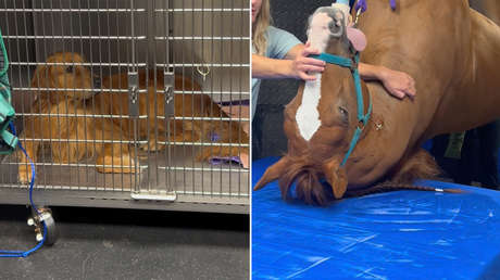 ¿Están viendo lo mismo que yo?: perro ve a paciente inusual en una clínica y su reacción no tiene precio