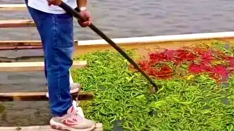 Alimenta a sus peces con 5.000 kilos de chile al día y así lo explica