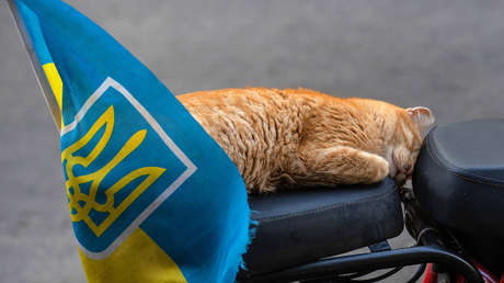 En Ucrania quieren que sus gatos dejen de maullar en ruso