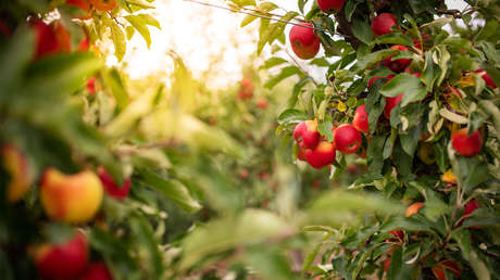 "Histeria climática": 22.000 manzanos caerán 'víctimas' de un proyecto 'ecológico' en Alemania