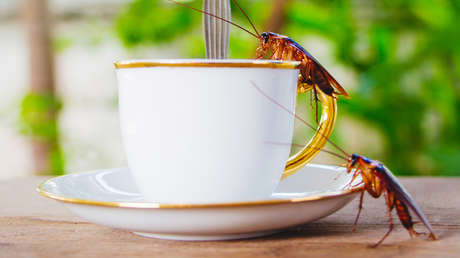 'Insecto latte': lanzan en China un café innovador (VIDEO)